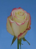 Sweetness 75 Long Roses